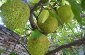 菠蘿蜜施復(fù)合肥時(shí)間和菠蘿蜜不開花的原因及解決措施大揭秘?。?/></a><span></span></div>
                            <div   id=