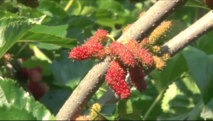 老農(nóng)告訴你桑椹復(fù)合肥如何施用才能高產(chǎn)高收?。?/></a><span></span></div>
                            <div   id=